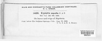 Erysiphe sepulta image